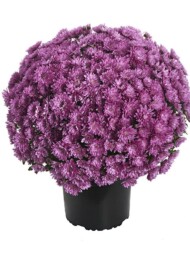 Chryzantema Tribeca Dark Pink_RVZ