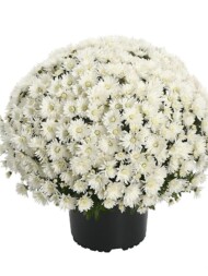 Chryzantema Tribeca White_RVZ