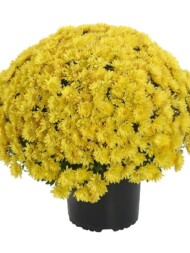 Chryzantema Tribeca Yellow_RVZ