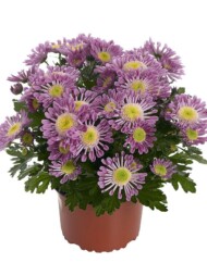 Chryzantema_Santosa Pink_RVZ