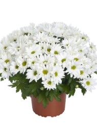 Chryzantema_Alpine Time_RVZ