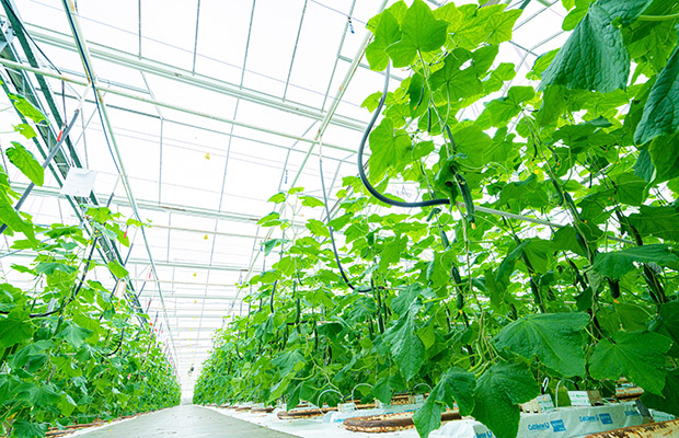 Uprawa ogórków w szkllrni