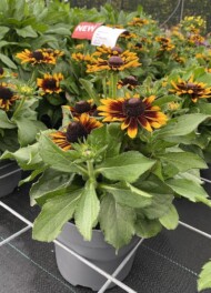 Rudbeckia rudy Mini Yellow Black_doniczka 19 cm_fot. M. Federowicz