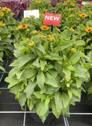 Rudbeckia rudy Mini Yellow _doniczka 19 cm_fot. M. Federowicz