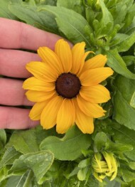 Rudbeckia rudy Mini Yellow _doniczka 19 cm_fot. M. Federowicz