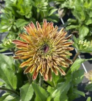 Rudbeckia rudy double doniczka 21 cm_fot. M. Federowicz