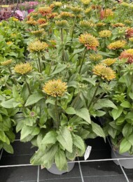 Rudbeckia rudy double doniczka 21 cm_fot. M. Federowicz