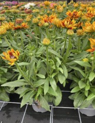 Rudbeckia rudy Fire_doniczka 21 cm_fot. M. Federowicz