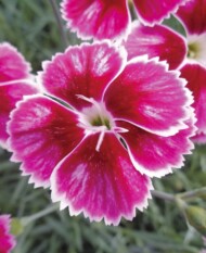 dianthus-caryophyllus-flutterburst__Florensis