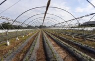 truskawka odmiana 'Flair'