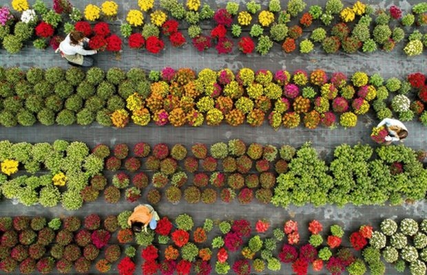 Zrównoważony rozwój (sustainability), czyli Przyjazna środowisku produkcja roślin ozdobnych była tematem międzynarodowej internetowej konferencji zorganizowanej przez AIPH