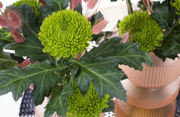 Wśród nowych odmian chryzantemy pojawiła się m.in. wielkokwiatowa Alemani, fot. Deliflor