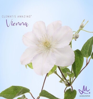 Clematis Amazing® Vienna