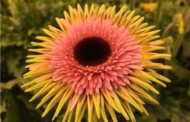Gerbera Smeagol to jedna z nowości w kwiaciarskim obrocie aukcyjnym, która znalazła się w półfinale konkursu o nagrodę Glazen Tulp ("Szklanego Tulipana"), fot. Royal FloraHolland