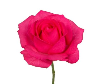 Róża Ivy+, fot. Dümmen Orange