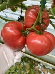 Pomidor malinowy Yarimaru