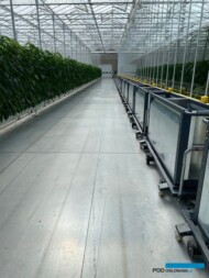 Rozwiązania funkcjonujące w transporcie wewnętrznym w kanadyjskich gospodarstwach, szklarniowa uprawa papryki