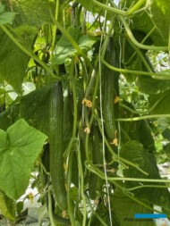 W kanadyjskich szklarniach popularna jest uprawa ogórków długoowocowych, typu long Dutch