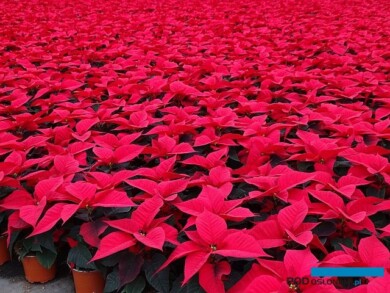 PoinsecjaChristmasFeelings_Glowaccy-11-2021_AC