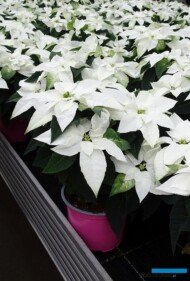 Princettia® Pure White