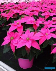 Princettia® Dark Pink