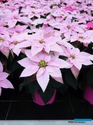 Princettia® Soft Pink, fot. A. Cecot