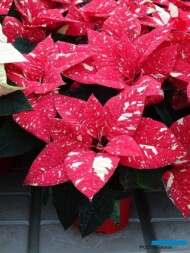 Poinsecja Superba New Glitter_AC
