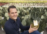 Anthurium clarinervium „Aqua Roots_Stolk