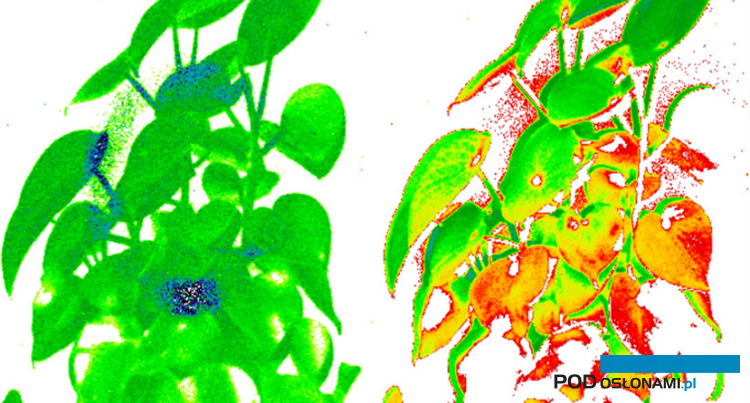 Obraz pojedynczych roślin pozwala ocenić ich kondycję, wskazać na występowanie stresu biotycznego