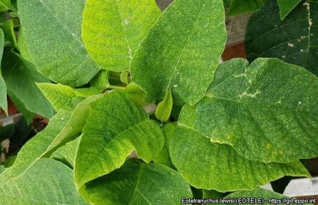 Przedziorek Lewisa_Eotetranychus lewisi on poinsettia_Courtesy_Andreas Bardenhorst-Landwirtschaftskammer Schleswig-Holstein_DE