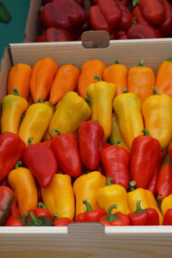 Owoce papryki stożkowych mini - pomarańczowa odmiana Owen, żółta Groote i czerwona Royston