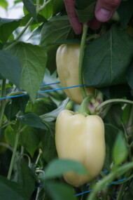 Papryka Dimentio - odmiana ta jest od dawna popularna w okolicach Krakowa, zainteresowali się nią także ogrodnicy z radomskiego rejonu uprawy