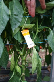 W uprawie papryki w tunelach pana Pawła Myziaka wykorzystywana jest biologiczna ochrona przed szkodnikami