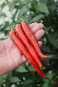 Owoce ostrej papryki Sahem