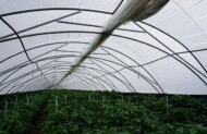 W zblokowanych tunelach zamontowano podwieszkę z agrowłókniny - jest rozciągana nad roślinami na początku uprawy