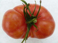 Niewłaściwe wybarwienie owoców porażonych przez PepMV