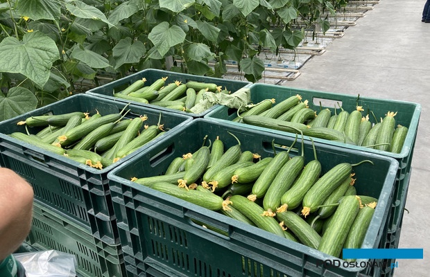 Owoce ogórka odmiany Grummel