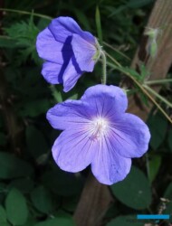 Geranium_bodziszek_AC