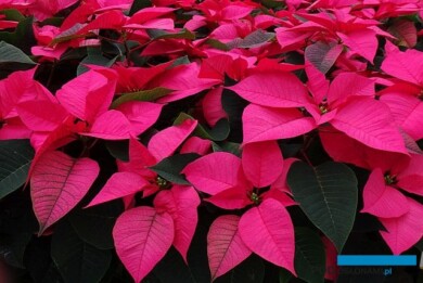 Poinsettia_Hubba_Bubblegum_m_AC
