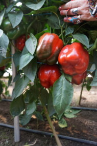 Czerwona papryka Dragoney