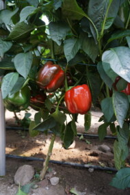 Dragoney szczepione na podkładce na Yaocali