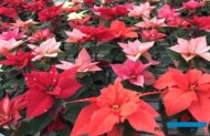 Poinsecja i jej sprzedaż wspierana jest przez europejskie działania marketingowe pod nazwą Stars for Europe, fot. A. Cecot
