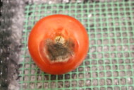 Objawy chorobowe po 8 dniach od zainfekowania ran warzyw patogenami – pomidor porażony przez A. alternata