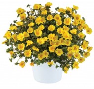 Portulaca Mega Pazzaz Gold, fot. Danziger