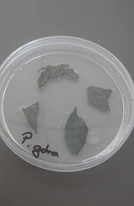 Fragmenty pędów i liści pobranych z chorej rośliny potraktowanej Agro ECA – ograniczenie wycieków bakteryjnych w tkankach roślin