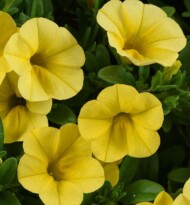 Calibrachoa Colibri Yellow Canary, fot. Danziger