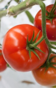 pomidor Forenza