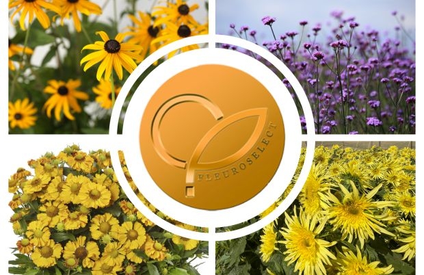 Złote Medale Fleuroselectu 2023 przypadły czterem nowym kreacjom hodowlanym, fot. Fleuroselect