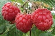 malina 'Glen Ample'