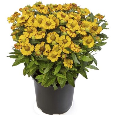 Helenium autumnale HayDay Golden Bicolor, fot. Fleuroselect